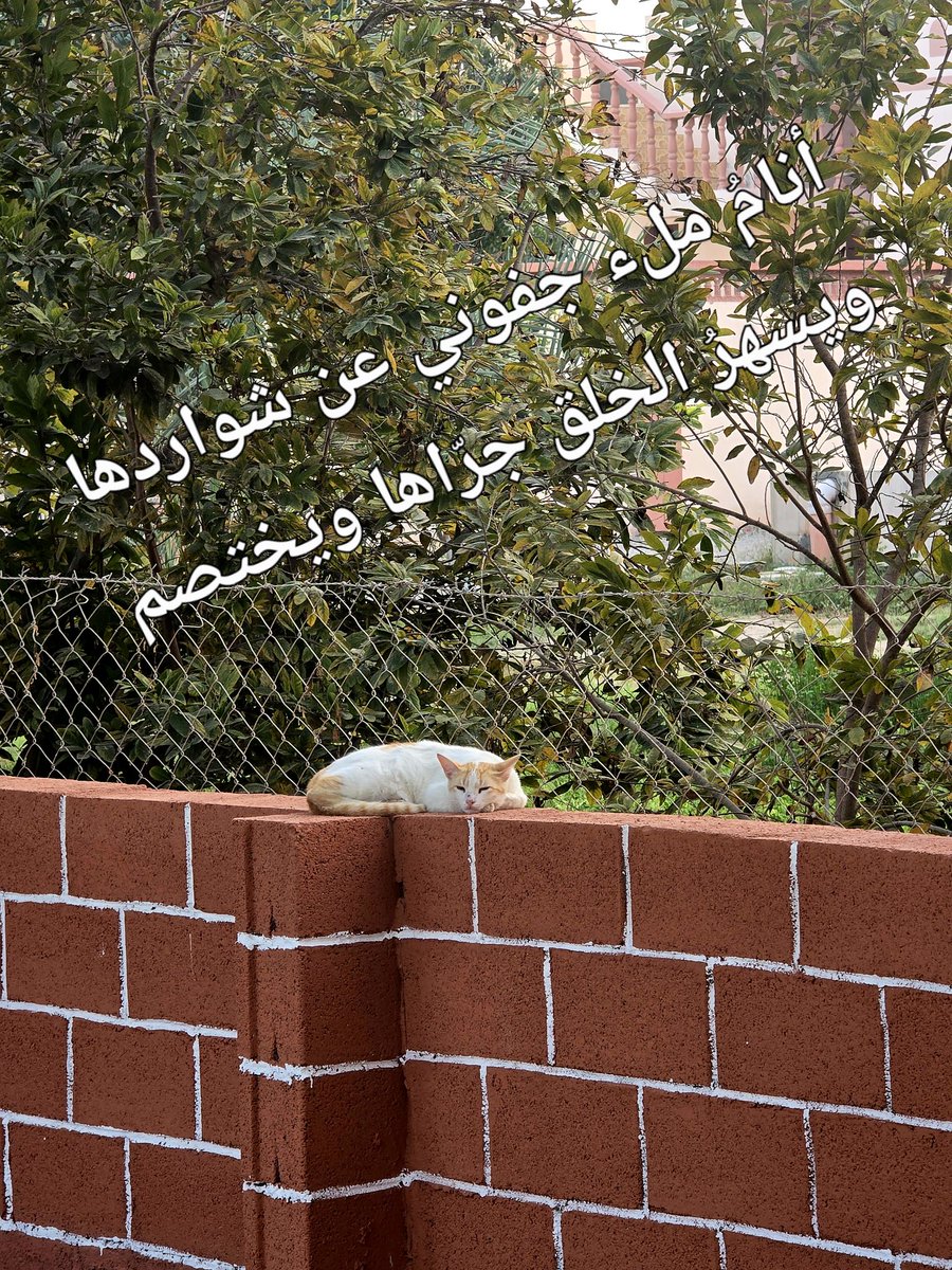 حبيب بن محمد الريامي tweet media