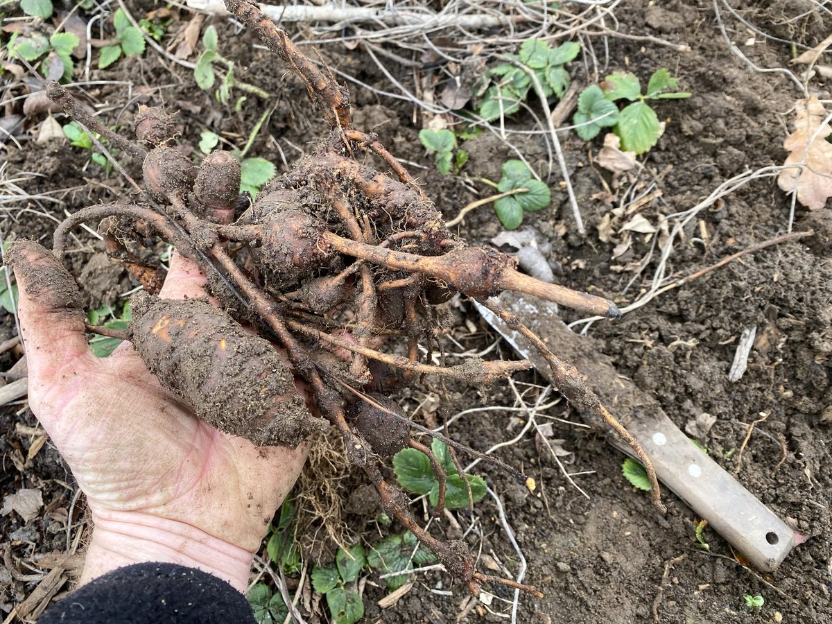 Briar Farm tweet media