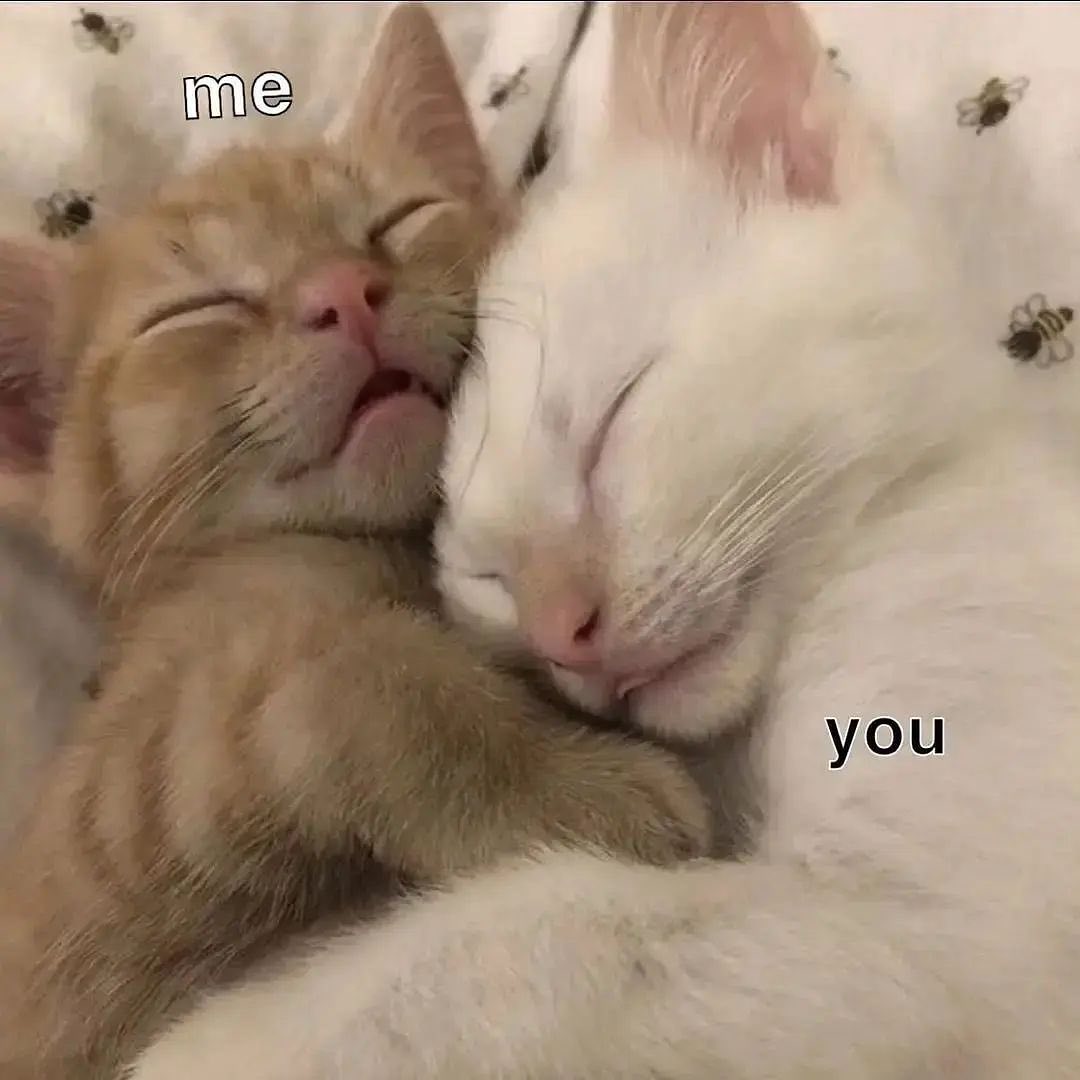 Punch Cat tweet media