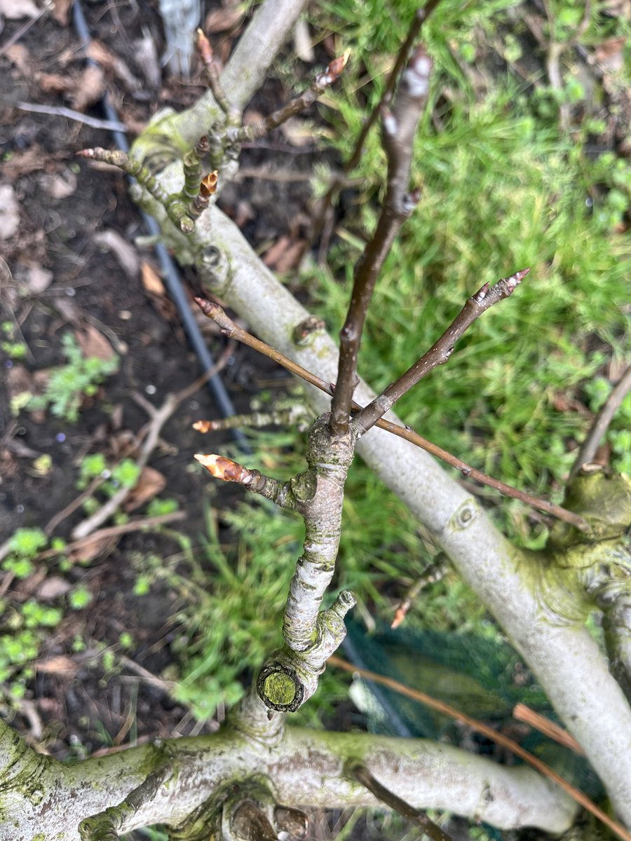 Hanko Blok tweet media