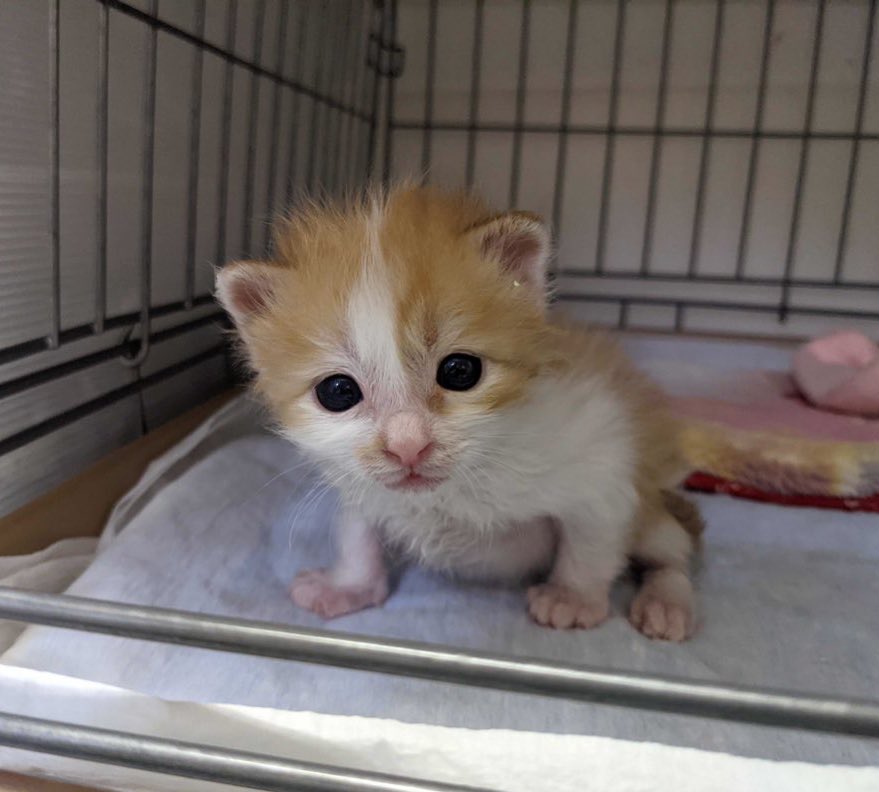 頑張って踏ん張って立ってるちびすけ🐾満腹でおなか重そう^^; 【蔵出し