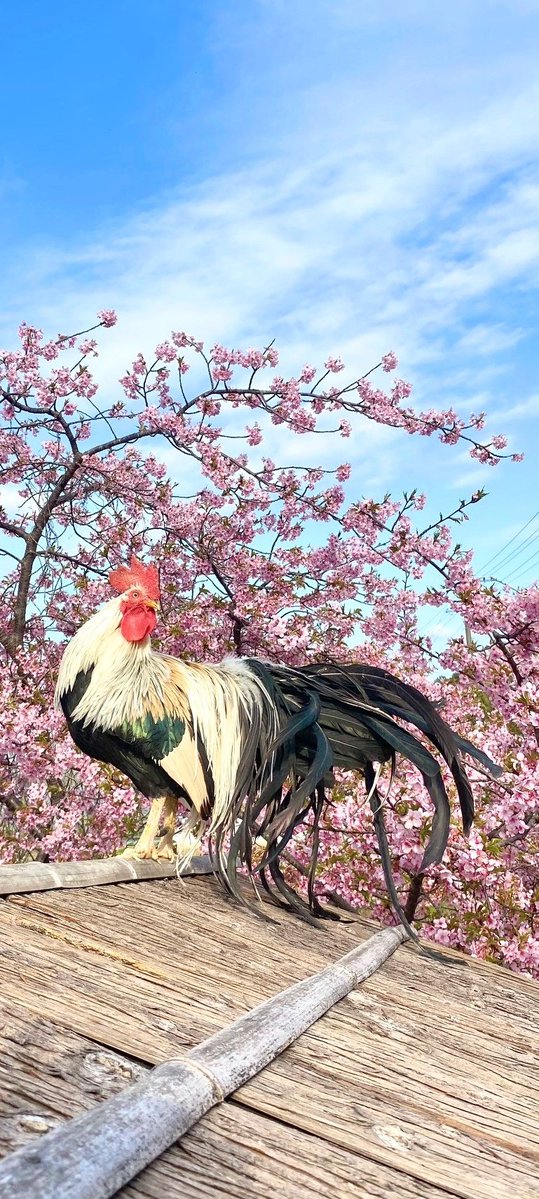 はぐれメタル (@hagure_diamond) / Posts / X