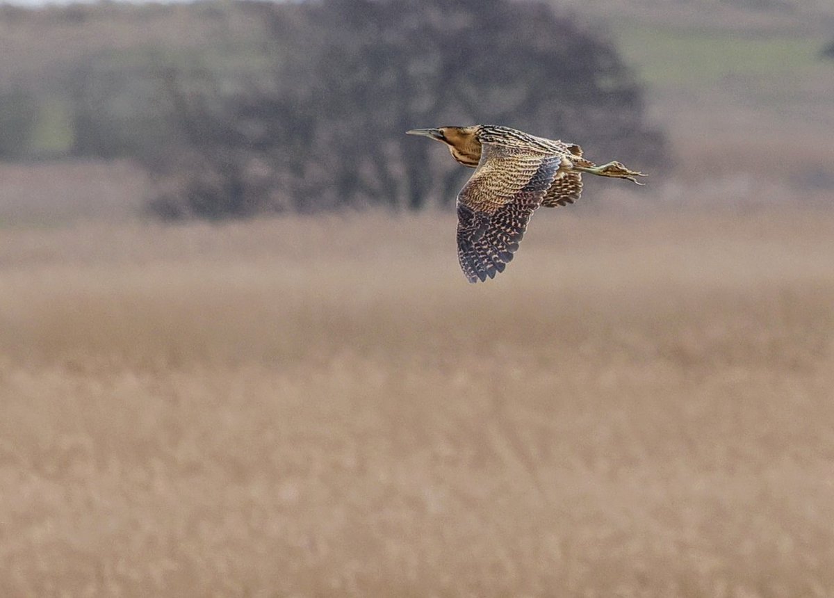 Ruth Watson tweet media