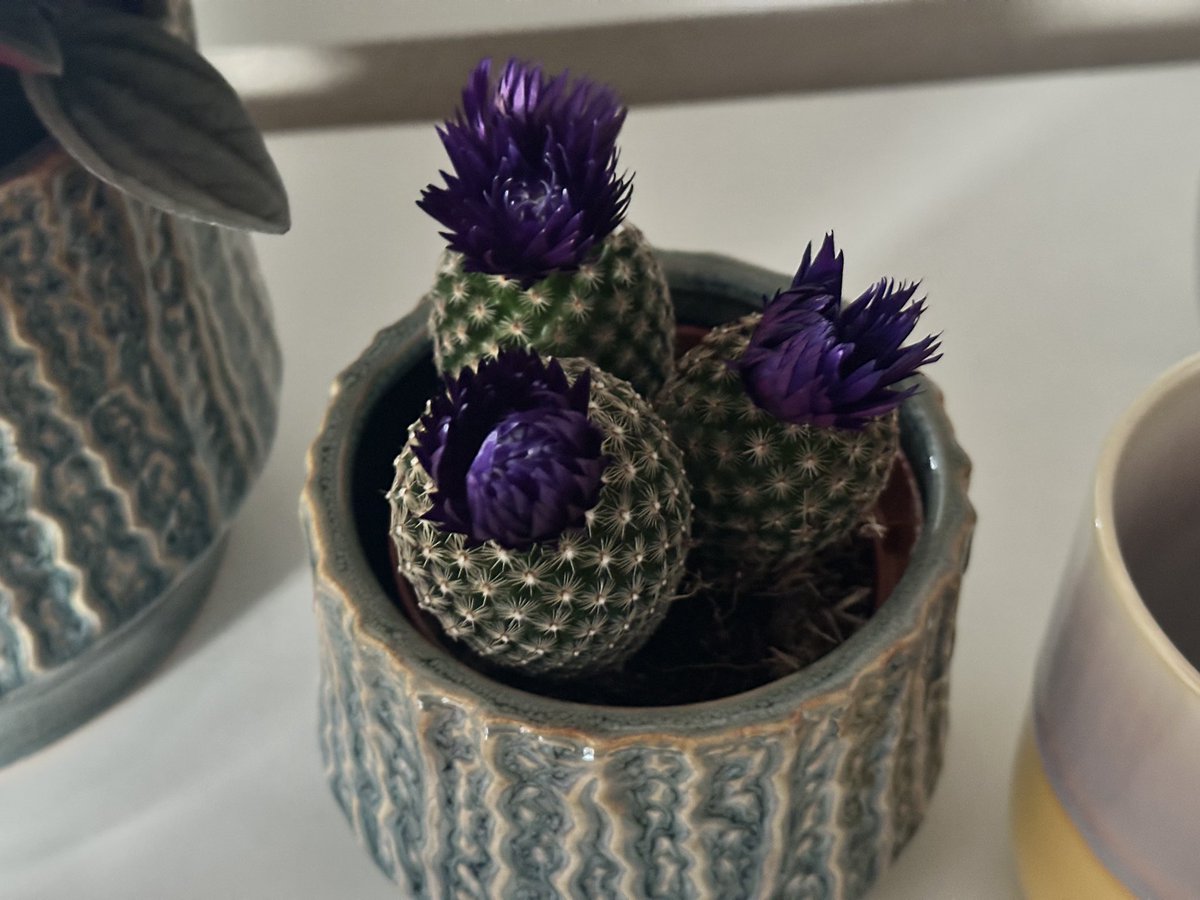 Kain Rifonist | Kain's Lair 🦇 tweet media