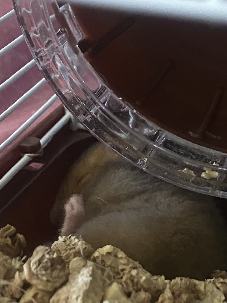 les presto a mi bebé 🐹💘