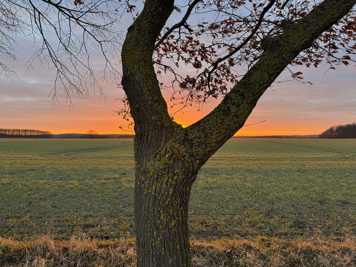 Der Graf tweet media