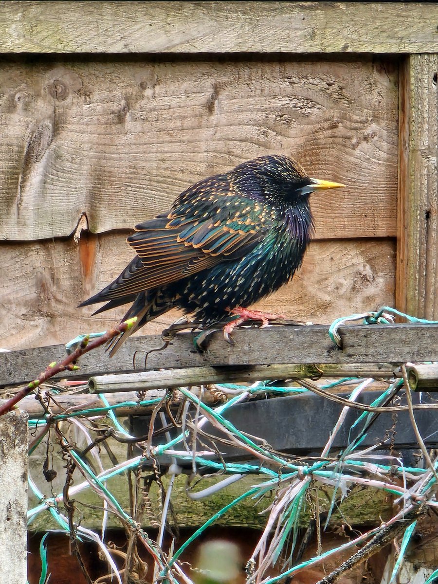 Nikki Nisbet tweet media