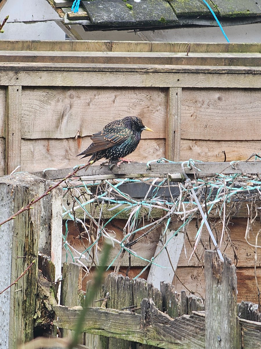 Nikki Nisbet tweet media