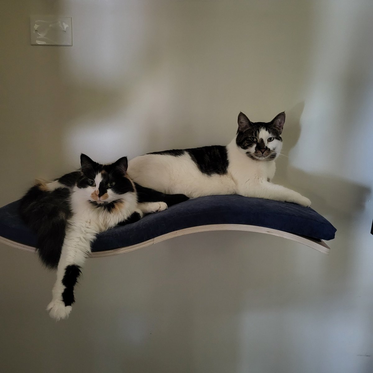 Pooh Say Cat 💕 tweet media