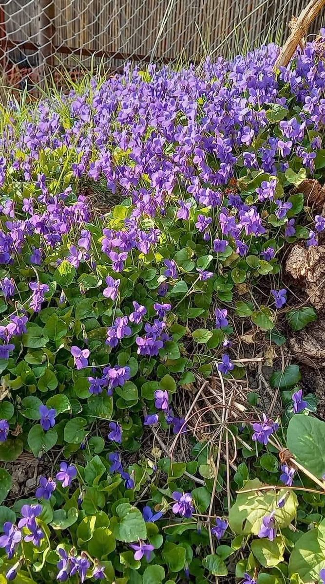 "Forgiveness is the fragrance that a violet sheds on the heel that crushed it." 
Mark Twain

My mother's violets 💔