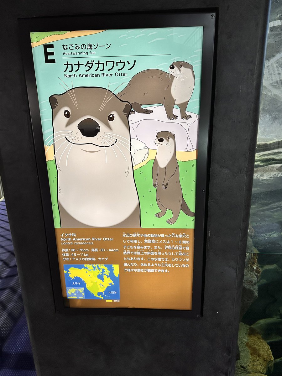 日本で飼育している場所が3ヶ所しか存在しないカナダカワウソ見れたの