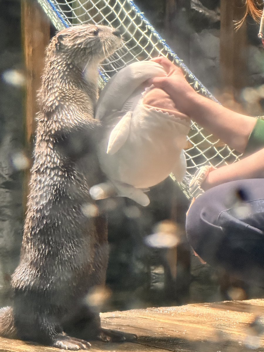 日本で飼育している場所が3ヶ所しか存在しないカナダカワウソ見れたの