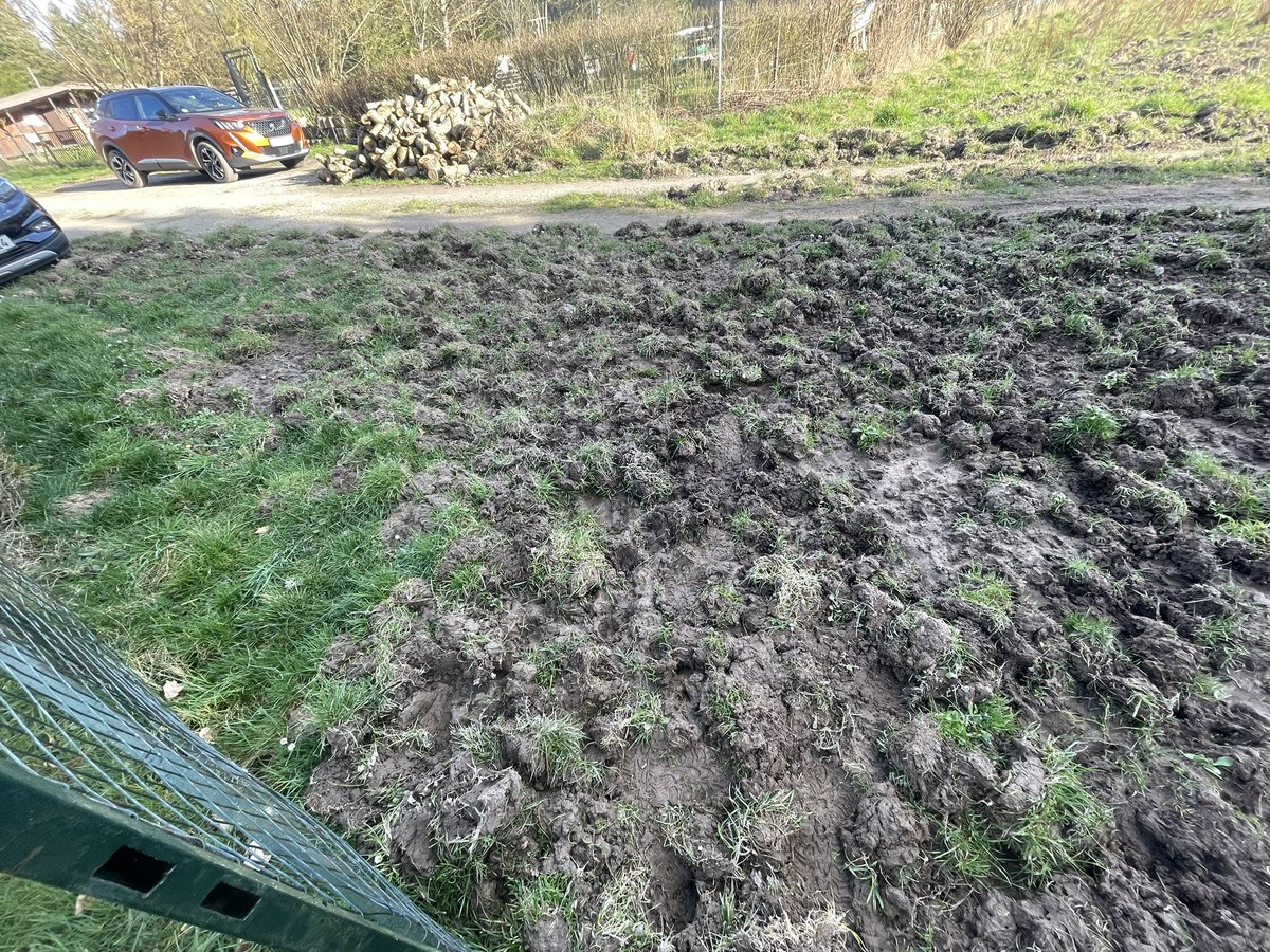 War mal den Garten checken nach dem Winter. Nun ist es offiziell: ich hasse Wildschweine noch mehr als Menschen!