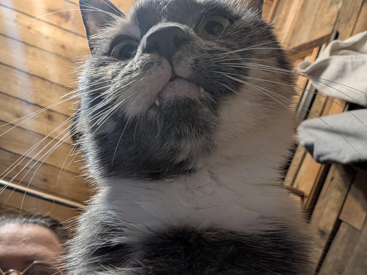 moosecantdraw's tweet photo. Adopted a baby from the humane society, her name is Caramel Frappachino
She was found under a trailer, covered in fleas and possibly pregnant
If anyone wants to help to get her double checked by my vet or get some toys, we would love that! #cat #kitty
https://t.co/rmAMeaNYrR https://t.co/bbHbeIZxV2