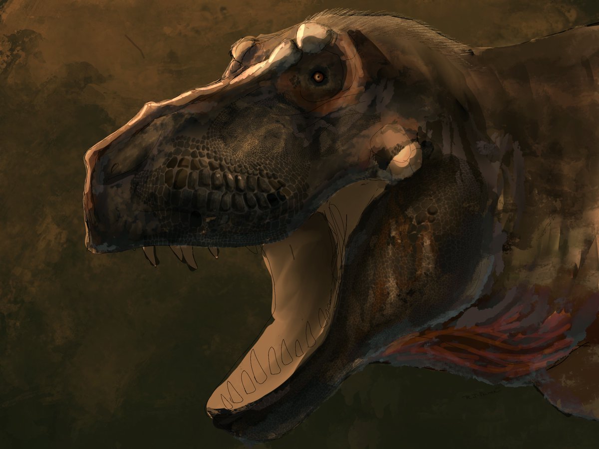 Greatwhite25274's tweet image. WIP: Tyrannosaurus Rex
#paleoart #TRex
