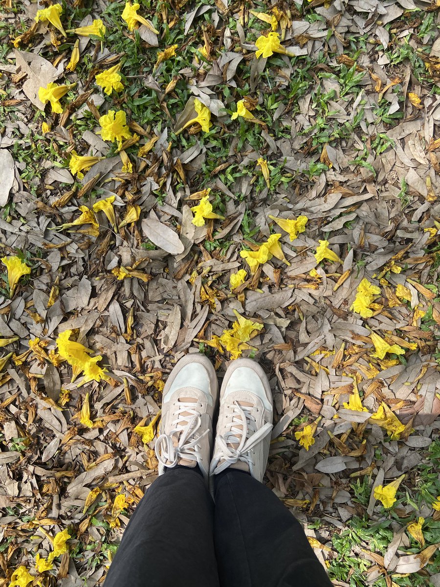 RuchiPalod's tweet photo. Cubbon 🌼 https://t.co/D2f5GAkUQM