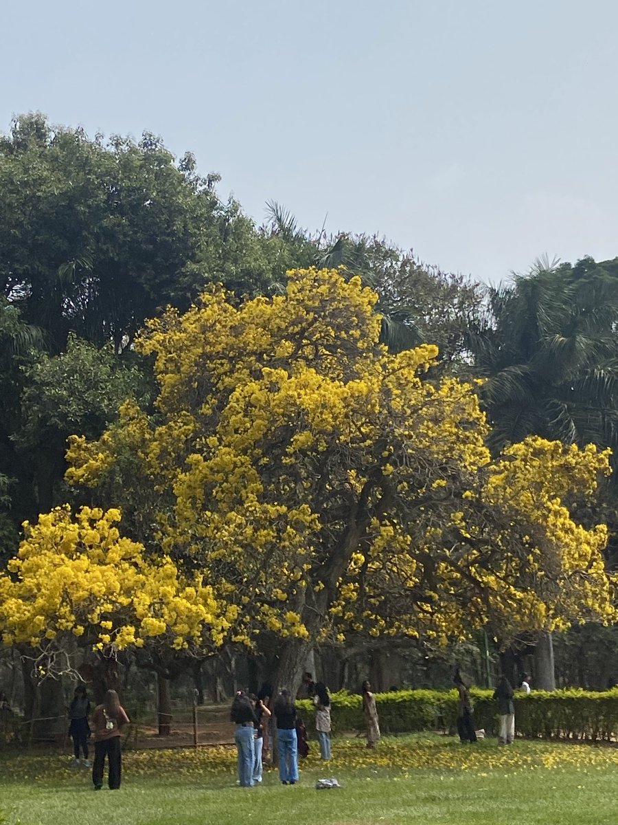 RuchiPalod's tweet photo. Cubbon 🌼 https://t.co/D2f5GAkUQM