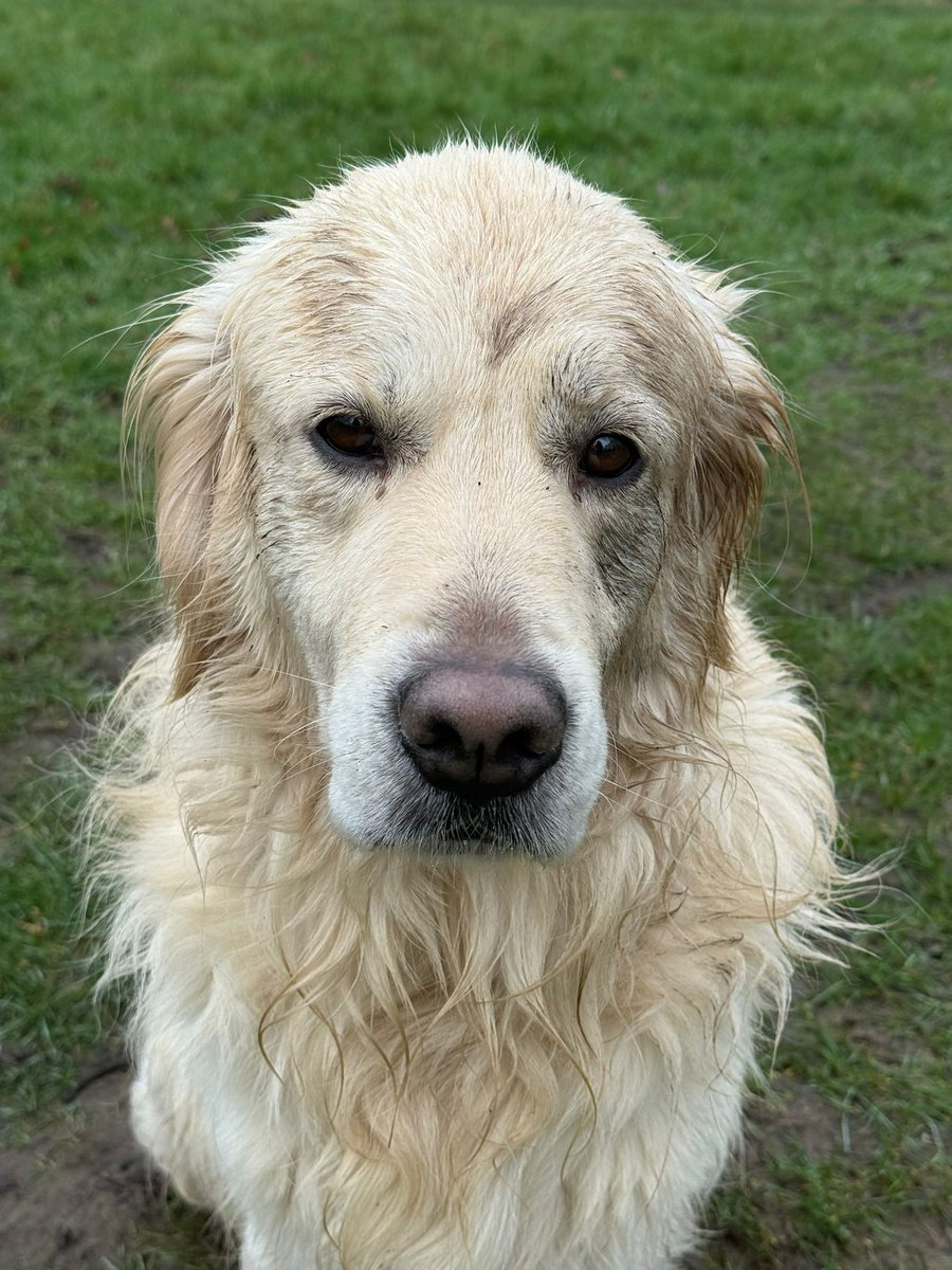 Ralph The Retriever tweet media