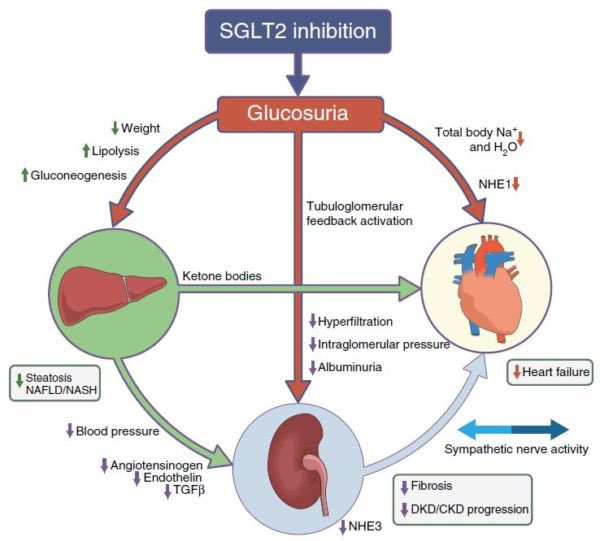 KulikovUNIATF's tweet image. 🩺 UK guidance on type 2 #diabetes just got a major update.

New recommendation: most patients should now be offered an SGLT-2 inhibitor (like dapagliflozin) alongside metformin from day one. These drugs protect the heart 🫀 and #kidneys, not just lower blood sugar.

For younger