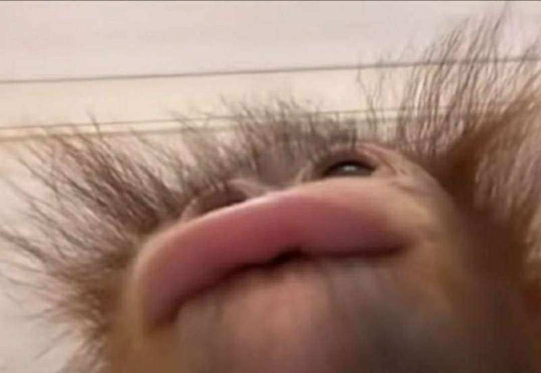 ʚ🧌ɞ りほくろ tweet media