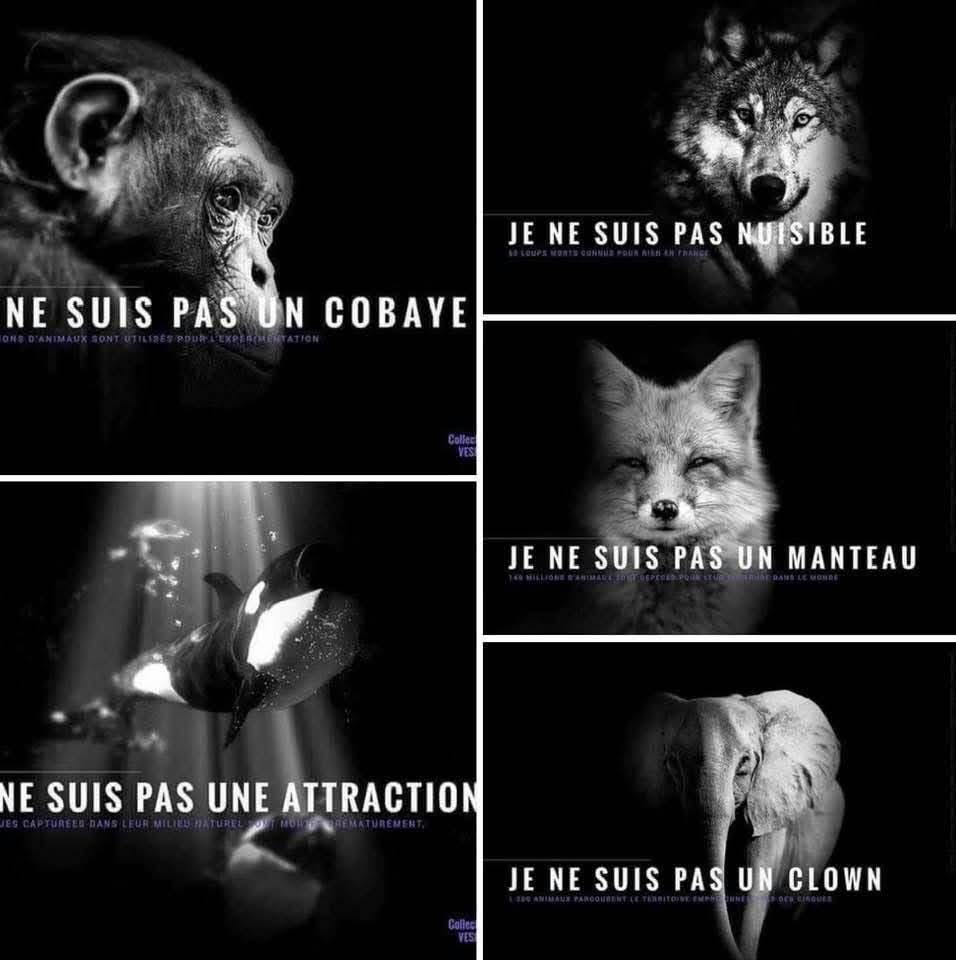 Adea Claude (@adeaclaude) on Twitter photo 