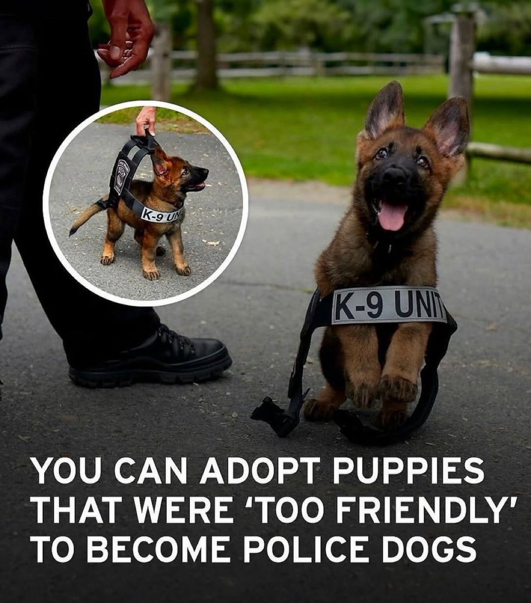 Puppies 🐶 (@puppiesiover) on Twitter photo 