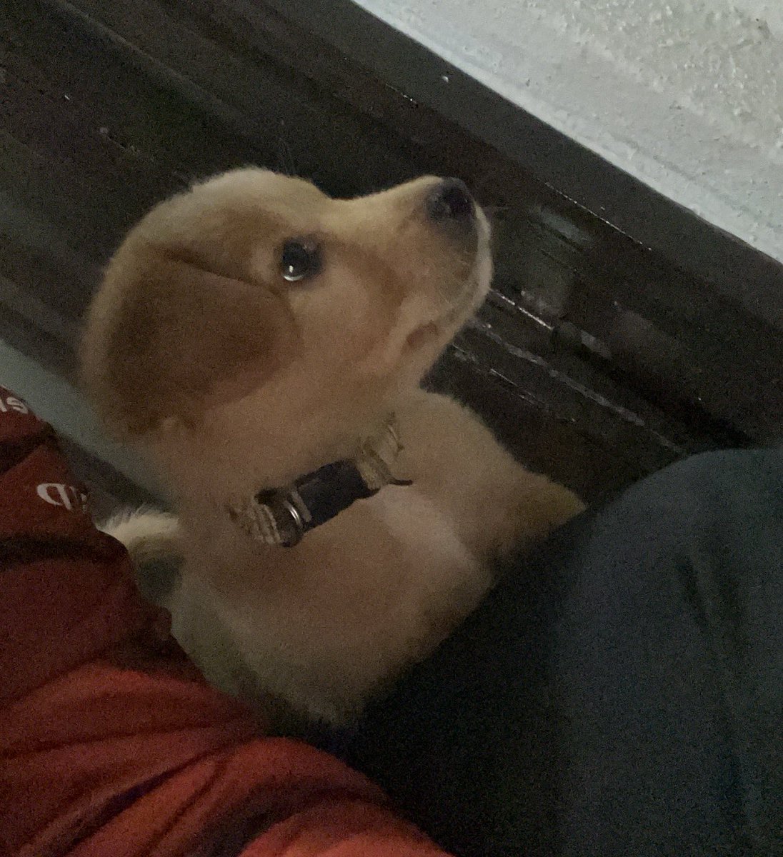 _RickyZam_'s tweet photo. Se nos unió un integrante a la familia 🐶
El poderoso y tan querido Shelby. https://t.co/pGQJHh5ve6