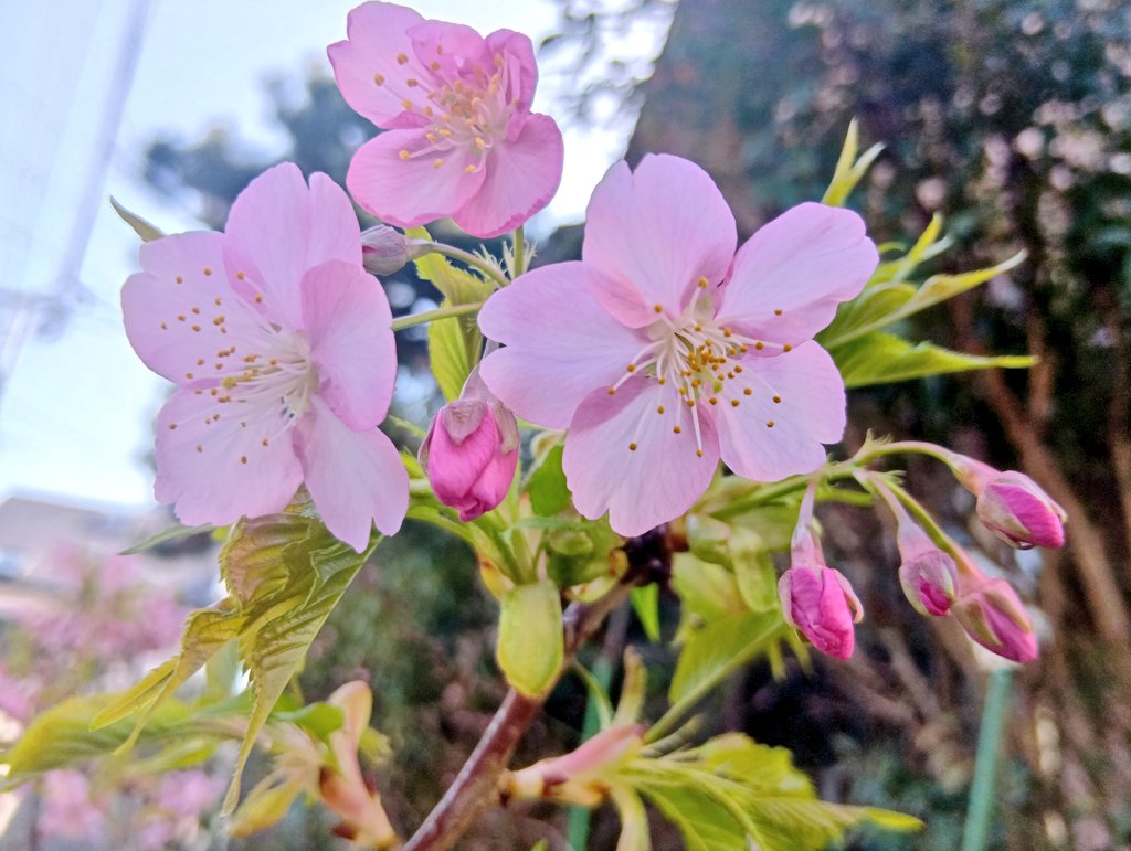 河津桜🌸 今日もまた一段と開花が進みました。 空の青と桜色の