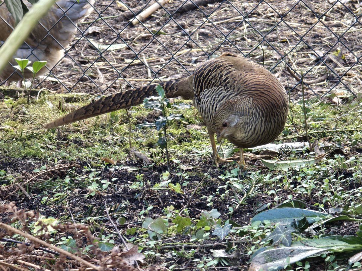 Unerwarteter Besuch bei der Gartenarbeit