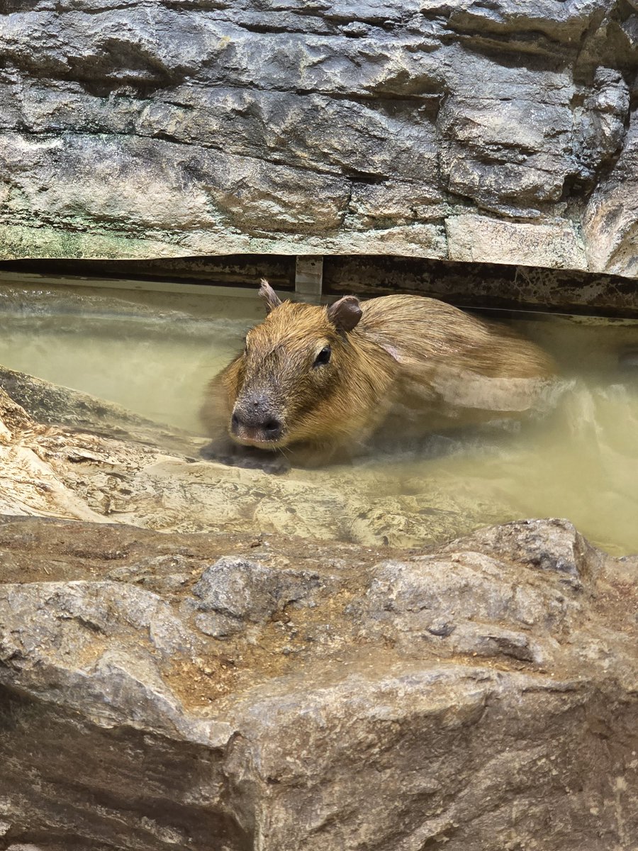 アニマルカフェ ジャンゴーさんでペンギン、フクロウ、カピバラを鑑賞したあと、写真はないのですがたちか屋さんへお邪魔しました！
離席中にサービス頂いてたようで、本当にありがとうございました🙇‍♂️
また今度ゆっくりお邪魔します！