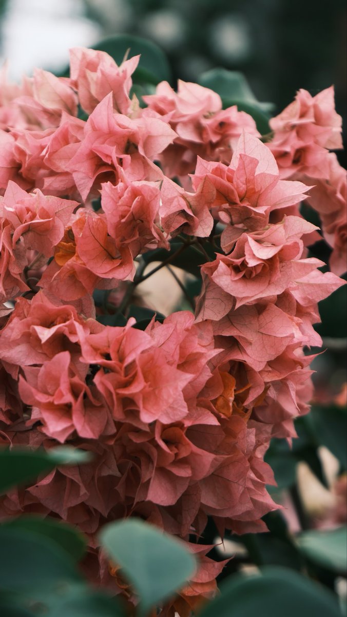 Flowersheepp's tweet photo. 🌴🥥The bougainvillaea in Wanning Xibian Village is really beautiful! Every color is heartwarming, as if you have entered a fairy tale world. If you also love nature, you must come here to feel the tranquility and beauty!🌸🌺

#Wanning #Hainan #TravelChina #NatureLovers https://t.co/4NLquEb0bR