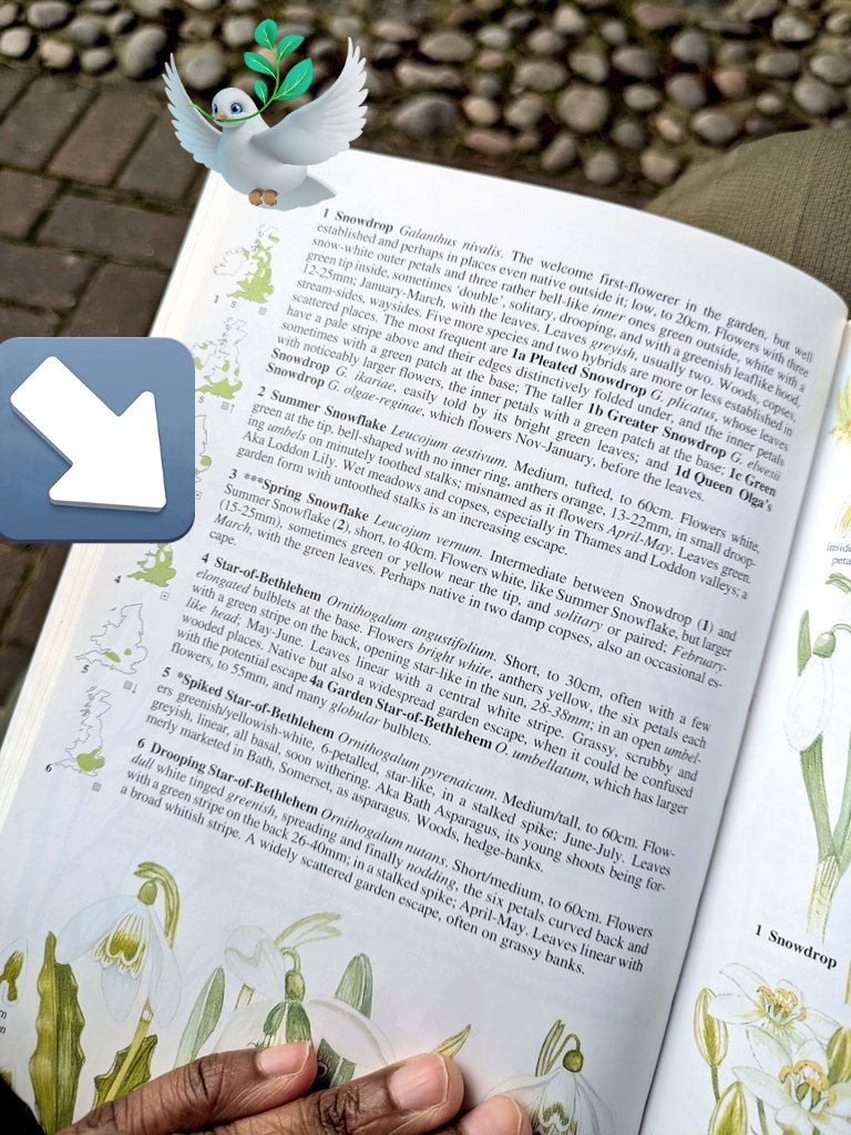 ladypoelondon's tweet photo. Snow Drop - Galanthus Nivalis -
she's a migrant.
solitary.
drooping eyelids.
dry skin.
greene leaf-like hoodie.
inner plates with a green patch at base.
principled. knows where she comes from.
#Wildflowerhour #bfff has "Star-of-Bethlehem" on the same Snowflakes family. https://t.co/wKmugNirVE