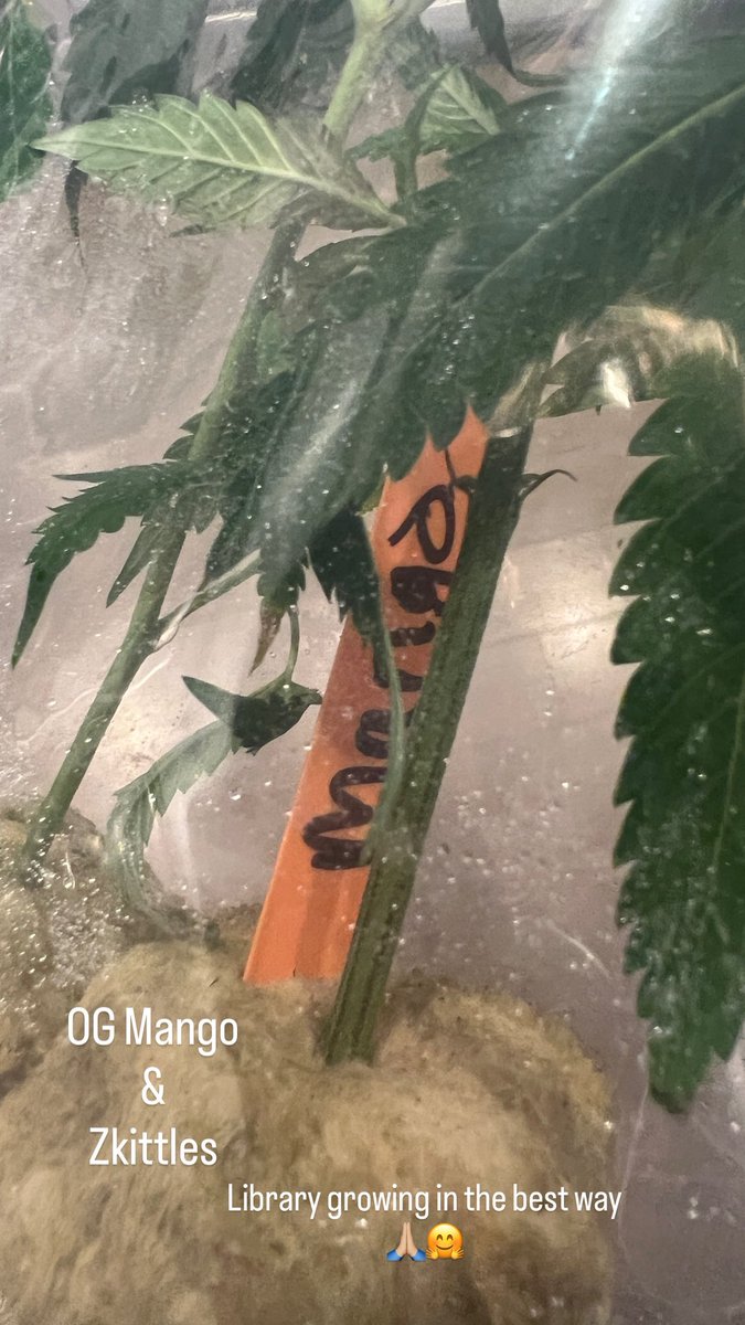 OCBestMeds tweet media