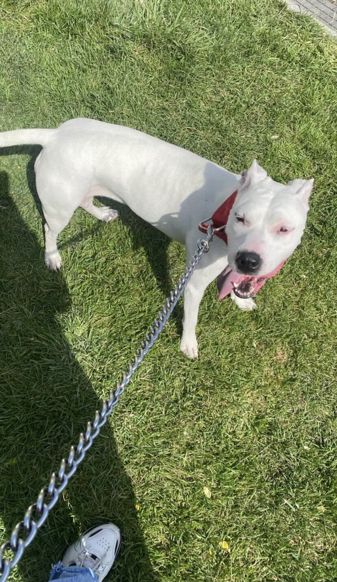 İstanbul/Büyükçekmece Diana,  2,5 ay önce kaybolmuş ve hiçbir iz yok kaybolduğu günden beri (Barınaklara bakılmış).. Hızlıca paylaşabilir miyiz? Belki bir gören çıkar