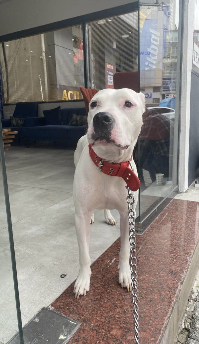 Badiko_'s tweet photo. İstanbul/Büyükçekmece Diana,  2,5 ay önce kaybolmuş ve hiçbir iz yok kaybolduğu günden beri (Barınaklara bakılmış).. Hızlıca paylaşabilir miyiz? Belki bir gören çıkar https://t.co/iliHeApkeQ