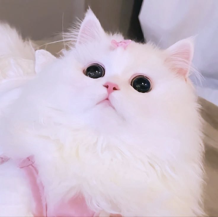 ᴄʜᴀᴀᴇᴍ ☺︎ ˡ̵˖ 🫧˚｡ tweet media
