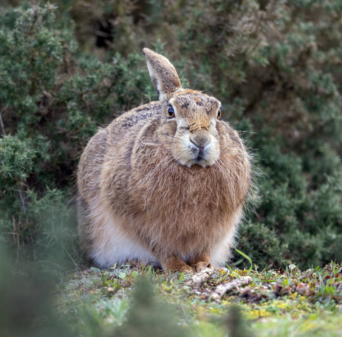 Steve "Whistling Joe" Everett tweet media