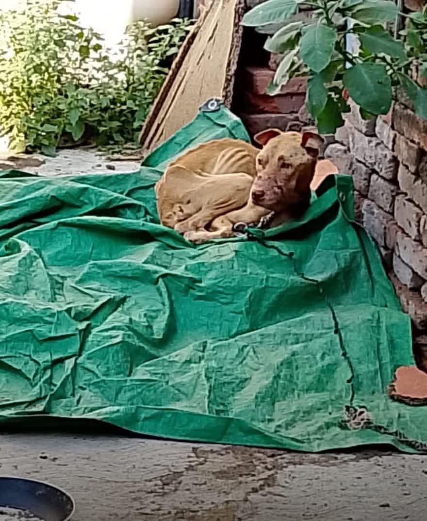 RefugiOceaniCAN's tweet photo. 8 gatitos y 2 perritos en esas condiciones en @A_VCarranza
PAOT-120641
Urge rescate por favor.
Aquí no hay predio millonario pero hay 10 vidas agonizando. Gracias 
@PAOTmx
@c4jimenez
@AgatanCdmx
@evelyn_parraA
@ClaraBrugadaM https://t.co/lUUYV6p9rT