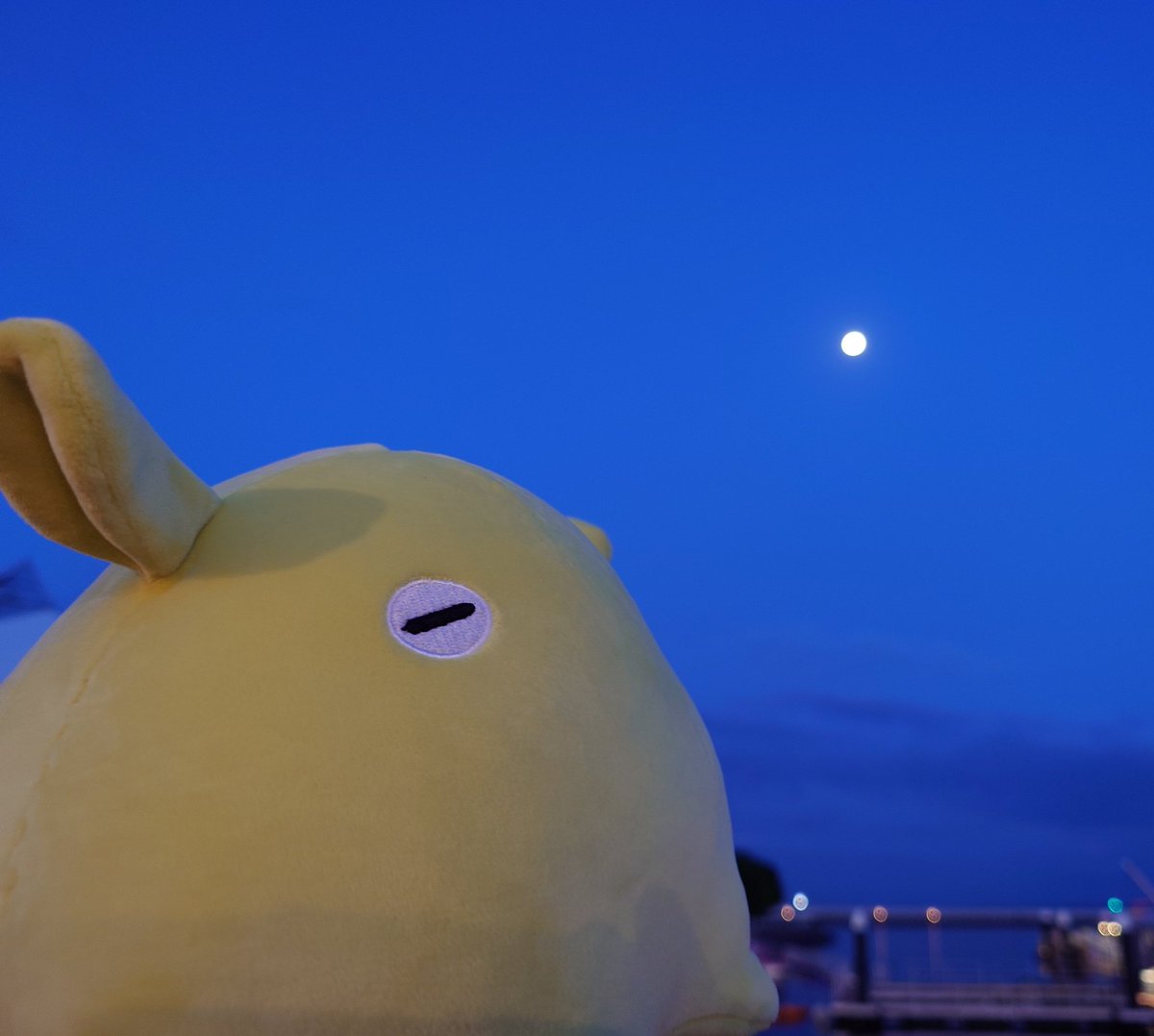 くーちょ tweet media