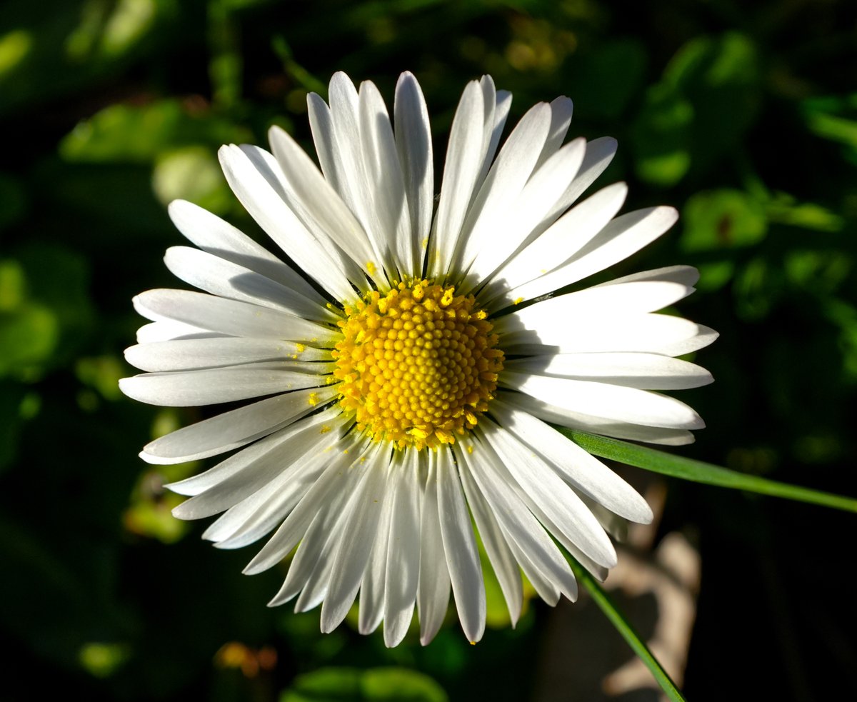 KopfYvonne's tweet image. Gänseblümchenliebe

#Dankbarkeit #BeKindAlways #LiebeIstAlles #SchönesGegenDoofes #FloodTheZoneMitSchoenem