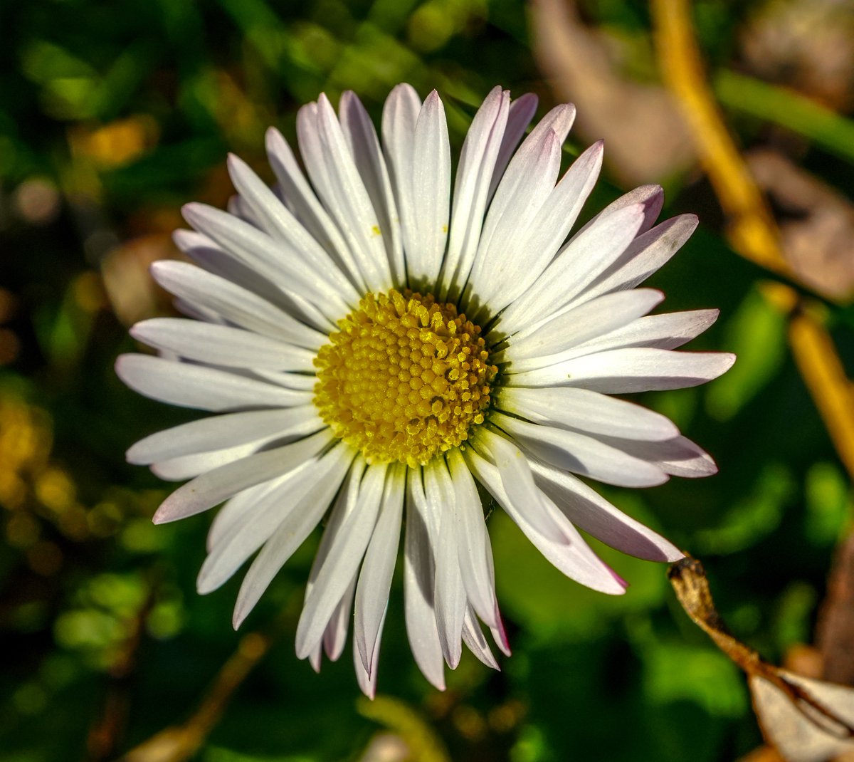 KopfYvonne's tweet image. Gänseblümchenliebe

#Dankbarkeit #BeKindAlways #LiebeIstAlles #SchönesGegenDoofes #FloodTheZoneMitSchoenem