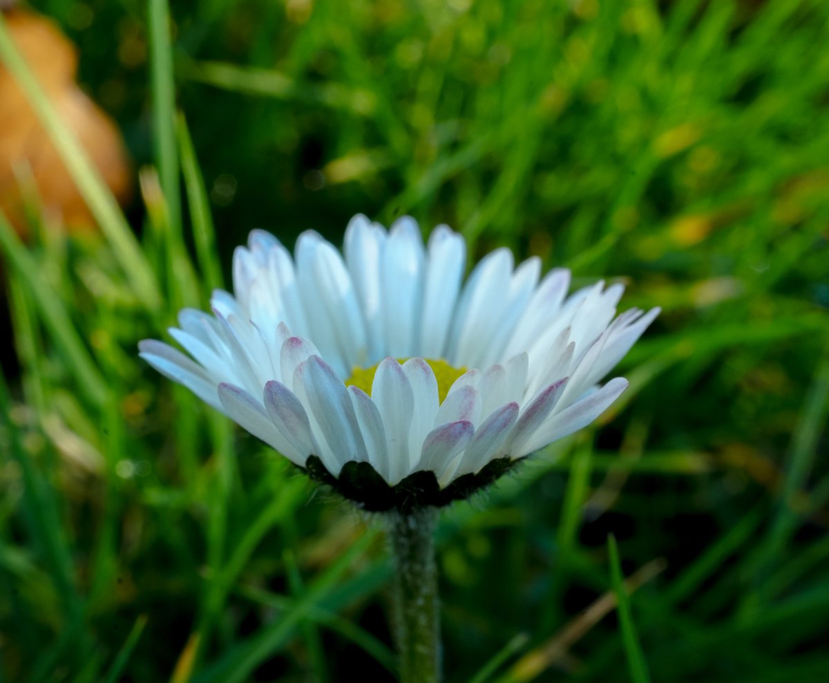 KopfYvonne's tweet image. Gänseblümchenliebe

#Dankbarkeit #BeKindAlways #LiebeIstAlles #SchönesGegenDoofes #FloodTheZoneMitSchoenem