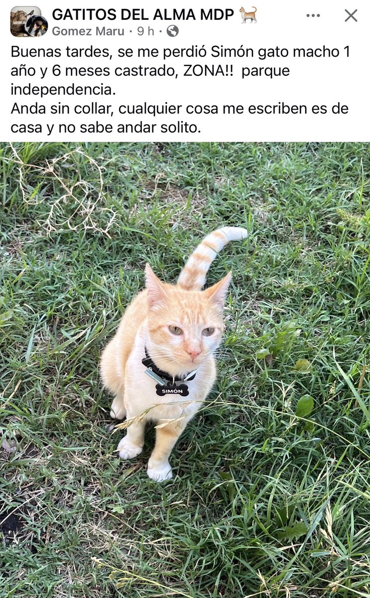 Se PERDIÓ en Mar del Plata ❤️❤️❤️