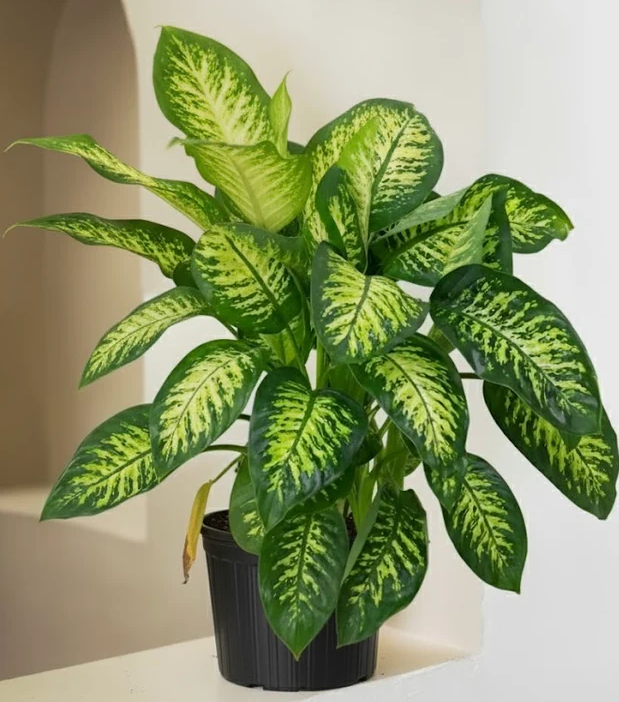 janet craig dracaena common problems Dracaena 'Janet Craig' main image 0