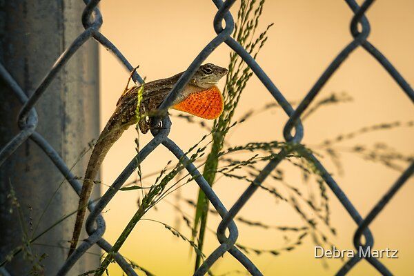 DebraMartz's tweet image. Anole Perched on Chain-Link Fence in the early morning light, and showing off its colorful dewlap @DebraMartz
#RBandMe #RedbubbleShop #FindYourThing
#GetIt Here redbubble.com/shop/ap/178632…
#lizaard #anole #dewlalp #colorful #animal #wildlife #reptile #creature #photography #giftideas