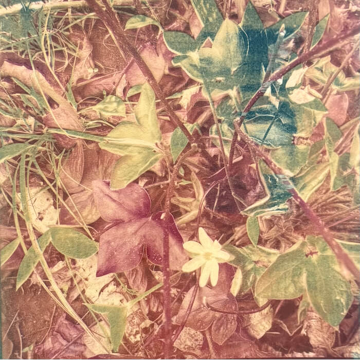 alternativephot's tweet image. Four beauties for our event. We love the ways artists interpret the same theme: COLOUR, so differently. Amazing!
Cyanotypes by:
➥Amy Heller
➥Mohammed Shamma
➥Nikki Gardner
➥Susan June Robertson-Baranick

All entries:
👉 alternativephotography.com/calendar-event…

#cyanotype #altprocess