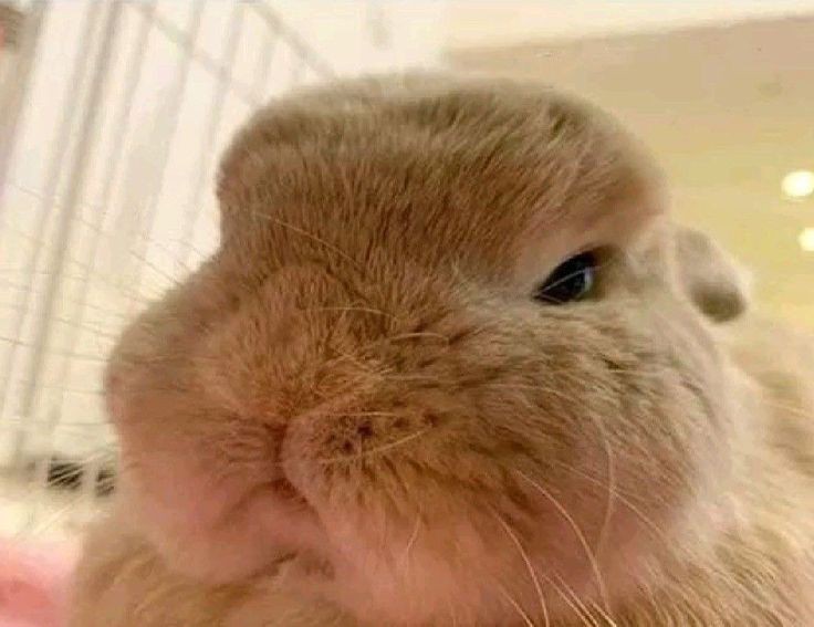 ¡Pokiie!🐇| #kooktaeau

Un au dónde Th tiene un cone-hijo muy territorial o dónde Jk, SU pareja, compite por la atención de su novio con un conejito "posesivo"

(Está celoso de un conejo)

#Kookv #aukookv #kookvau #taekook