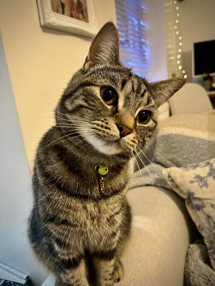 Excuse me! It’s Percy here. Mum says I have such a sweet face, with lots of emotions and feelings on it. She says I look at her like I understand what she’s thinking. Which is nice. However, I tried to eat a daffodil this morning, which Mum says is bad because they are poisonous