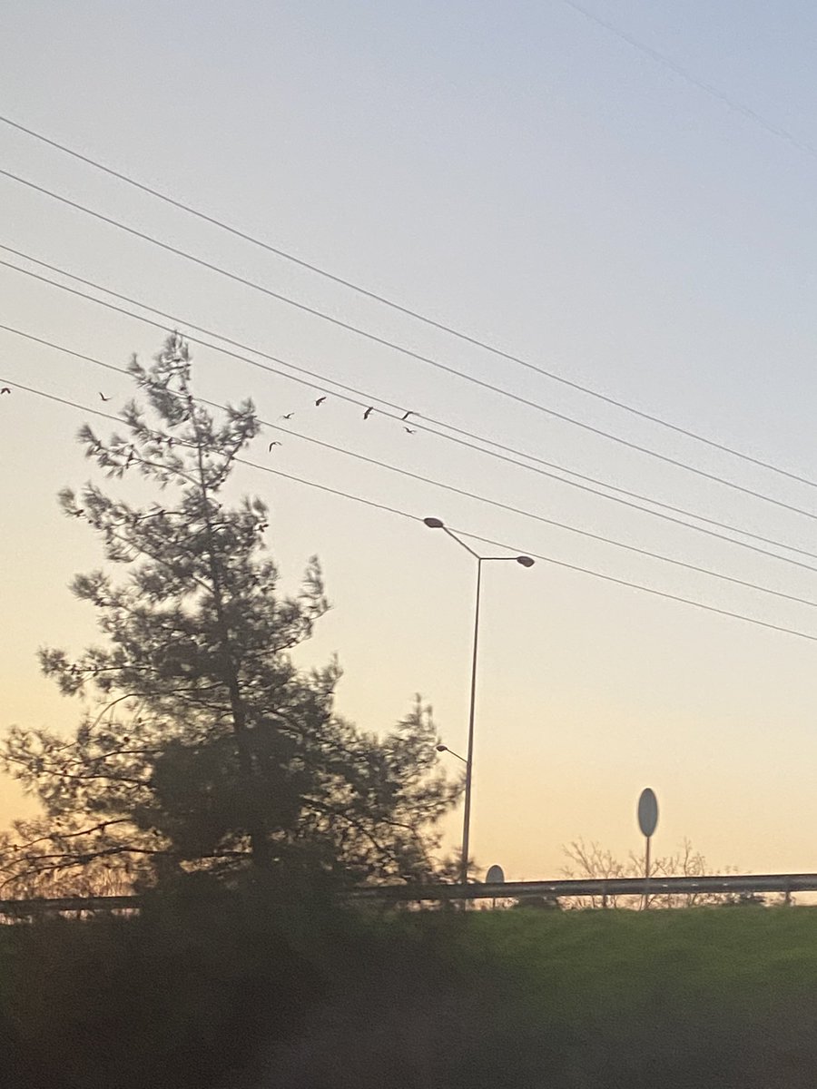 Davooliooooo's tweet photo. Not: Hala leylek görünce mutlu oluyorum 🥹 https://t.co/D61Nn6TPwB