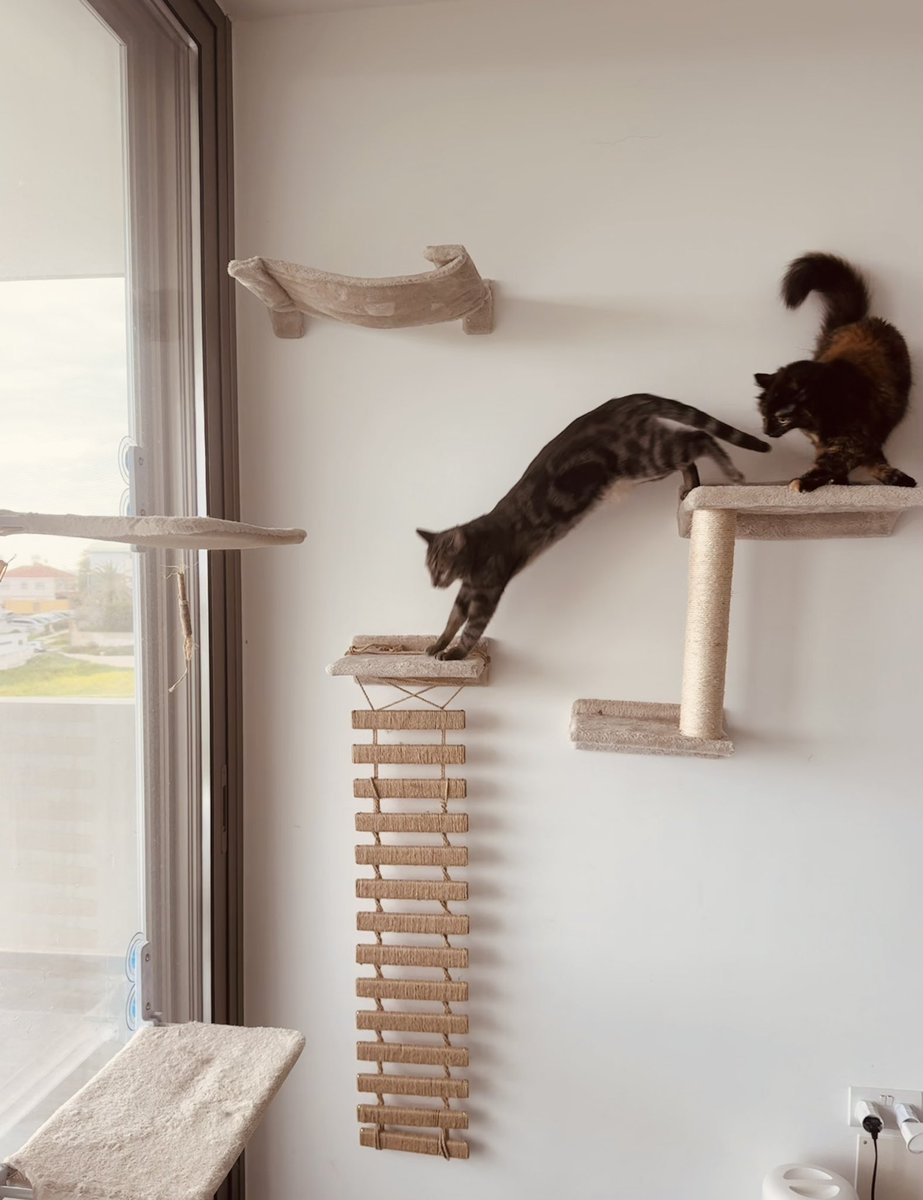 Ekaterina Petrova tweet media